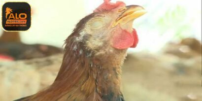 Bệnh ORT ở gà có triệu chứng như thế nào và cách đối phó? 4 Đặc điểm cơ bản của bệnh ort ở gà