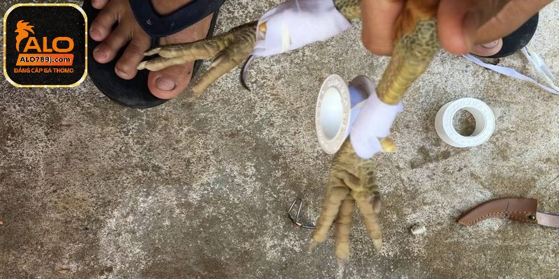 Cách băng cựa gà đúng chuẩn đến từ chuyên gia hàng đầu ALO789 4 Băng cựa gà đối với gà tre cùng với gà tre lai cũng được sư kê quan tâm nhiều