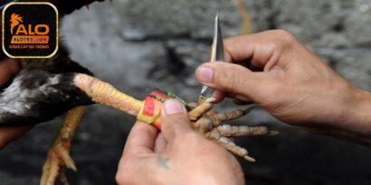 Cách băng cựa gà đúng chuẩn đến từ chuyên gia hàng đầu ALO789 7 Nắm được những lưu ý quan trọng, sư kê sẽ biết cách băng cựa gà hợp lý