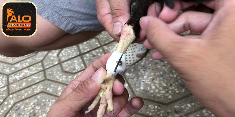 Cách băng cựa gà đúng chuẩn đến từ chuyên gia hàng đầu ALO789 2 Trung bình khoảng 2,5kg đến 3kg thì size cựa 62, 63 sẽ phù hợp với chiến kê