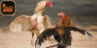 Cách thả gà đá cựa sắt hiệu quả nên biết tại nhà cái ALO789 8 Nên chú ý đến quan sát gà của mình để tránh bị đối phương chơi xấu