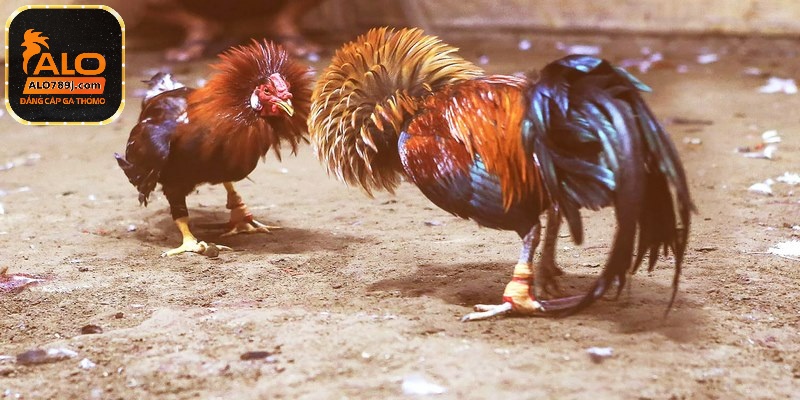 Đá gà cựa sắt - Những lưu ý nên biết khi cược đá gà tại ALO789 4 Thế giới chọi gà trên nền tảng online siêu tiện lợi