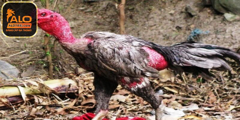 Chữa gà bị khò khè không có nước mũi chảy