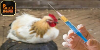 Đặc trị gà khò khè kèm nước mũi màu xanh, đờm