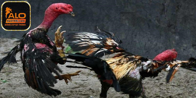 Gà bị khò khè có lây lan hay không?