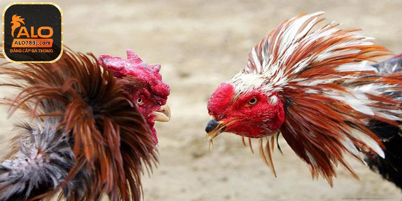 Phòng bệnh cho gà như thế nào chuẩn nhất?