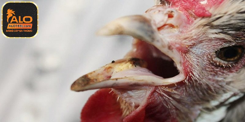 Điểm danh những nguyên nhân dẫn đến gà bị khò khè